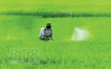 Các địa phương tập trung chỉ đạo phòng, trừ sâu bệnh, bảo vệ lúa mùa