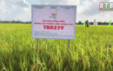 Hiệu quả giống lúa TBR279 ở Phụng Công
