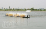 Hiệu quả nuôi trồng thủy sản trong ao bán nổi 