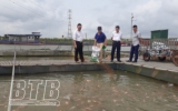 Hưng Hà: Phát triển nuôi cá lồng từ con đặc sản