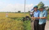 Lần đầu tiên Thái Bình có sản phẩm lúa được cấp chứng nhận hữu cơ