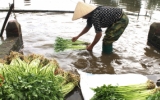 Nông dân Tân Lập (Vũ Thư) tất bật chăm sóc, thu hoạch rau cần phục vụ thị trường tết Nguyên đán