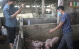 Tập trung phòng, chống bệnh dịch tả lợn châu Phi phát sinh và lây lan 