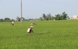 Tập trung phòng, trừ sâu bệnh cho lúa xuân