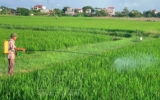 Tập trung phòng, trừ sâu bệnh hại lúa mùa 
