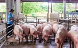 Thái Bình: Giá lợn hơi giảm mạnh còn 69.000 đồng/kg