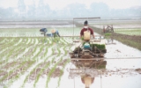 Thái Bình: Gieo cấy lúa xuân sẽ cơ bản hoàn thành trước ngày 25/2