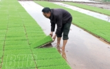 Thái Bình: Phấn đấu hoàn thành gieo cấy lúa xuân trước ngày 25/2