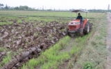 Thái Bình: Tập trung vệ sinh đồng ruộng, cày lật đất xong trước ngày 10/12 
