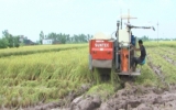 Thái Bình: Thu hoạch được trên 10.000ha lúa xuân