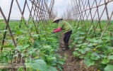 Thái Bình: Trồng trên 12.320ha cây màu xuân, đạt trên 82% kế hoạch
