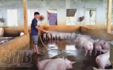 Tích cực phòng chống bệnh dịch tả lợn châu Phi 