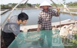 Tiền Hải, Thái Thụy: 33.267 mét vuông diện tích nuôi tôm bị bệnh đốm trắng