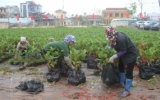 Tiếp nhận gần 20.000 cây giống mít dai vàng