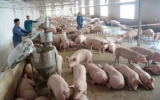 Tổng đàn lợn tăng 15,7% so với cùng kỳ