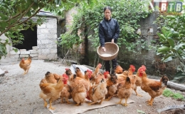 Quỳnh Phụ: Giảm nghèo nhờ phát huy nguồn vốn ưu đãi