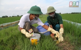 Quỳnh Phụ: Tích cực diệt chuột bảo vệ lúa mùa