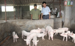 Triển khai kế hoạch kiểm tra phòng chống bệnh dịch tả lợn châu Phi