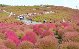 Ngọn đồi đổi màu ở Ibaraki