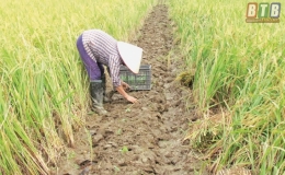 Hưng Hà: Đẩy mạnh phát triển vùng sản xuất hàng hóa