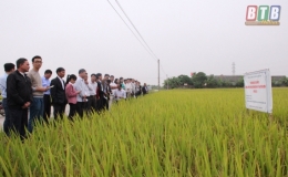 Đánh giá mô hình sử dụng phân vi sinh trên cây lúa