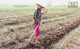 Vũ Thư: Sáng lúa, chiều cây vụ đông