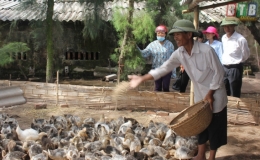 Thành công mô hình nuôi thử nghiệm 7.500 con vịt biển Đại Xuyên