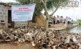 Nuôi vịt biển