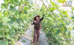 Vũ Thư: Rộn ràng vụ đông sớm
