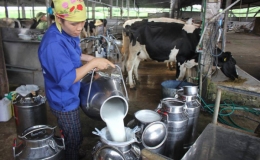Tháng 10, lần đầu tiên Việt Nam xuất khẩu sữa chính ngạch sang Trung Quốc