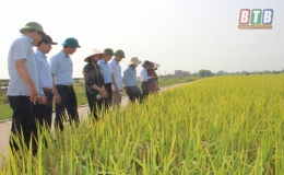 Kiến Xương: Năng suất lúa vụ mùa năm 2019 cao hơn vụ mùa năm 2018