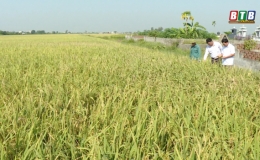 Cùng nông dân có những mùa vàng bội thu