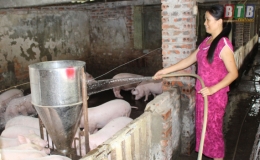 175 tỷ đồng dư nợ cho vay chăn nuôi lợn bị thiệt hại