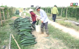 Liên kết sản xuất đưa nông sản xuất ngoại
