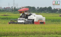 Hưng Hà: Thu hoạch lúa mùa, sản xuất vụ đông
