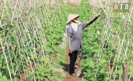Kiến Xương: Thu hoạch lúa mùa, mở rộng diện tích trồng cây vụ đông