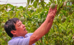 Non xanh tình đất