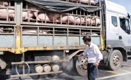 Kiểm soát chặt chẽ việc vận chuyển lợn, sản phẩm từ lợn qua biên giới