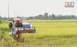 Đông Hưng lúa về, ngô, bí... xuống đồng