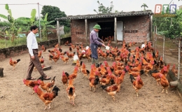 Hiệu quả dự án chăn nuôi gà thịt lông màu