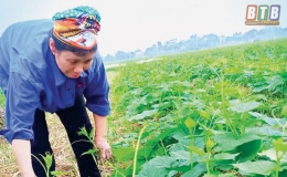 “Thủ phủ” cây vụ đông