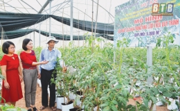 Trồng cà chua theo công nghệ Israel
