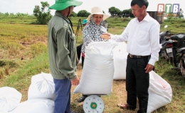 Bình Định liên kết sản xuất lúa giống