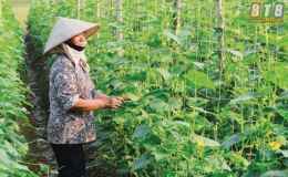 Phong trào thi đua sản xuất, kinh doanh giỏi: Động lực giúp nông dân làm giàu