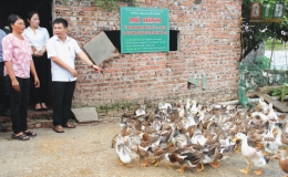 Lan tỏa những mô hình khuyến nông hiệu quả