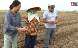 Mê Linh mở rộng diện tích trồng khoai tây ưa lạnh