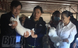 Đánh giá mô hình nuôi thỏ thương phẩm an toàn sinh học gắn với tiêu thụ sản phẩm