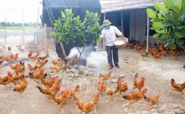 Dương Phúc: Chủ động phòng, chống dịch bệnh, bảo vệ đàn vật nuôi
