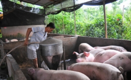 Giá thịt lợn hơi tăng nhẹ