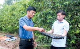 HTX SXKD nông nghiệp an toàn Vũ Anh: Địa chỉ của nông sản an toàn